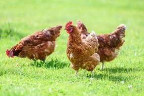 Egg packers prosecuted for switching ‘best before’ dates
