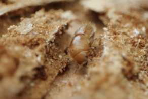 War against tree beetle sees eradications around England
