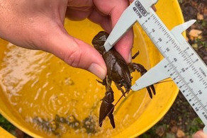 Rescued crayfish released back into river