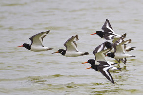 Largest ever UK Government's investment in threatened species recovery