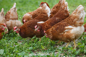 Avian Influenza housing measures lifted