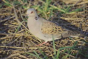 Threatened species set for major funding boost