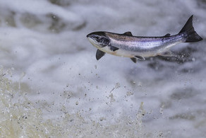 Salmon Stocks in England Fall to Lowest Level on Record